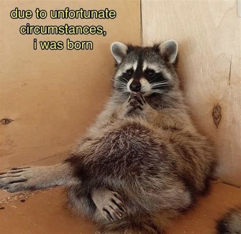 meme raccoon|raccoon meme pictures.